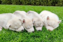 Rudi, Pika, Bolt, Smaili